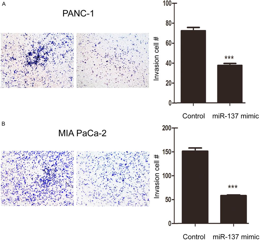 Figure 3. mir-137 inhibited invasion of pancreatic cancer cells.