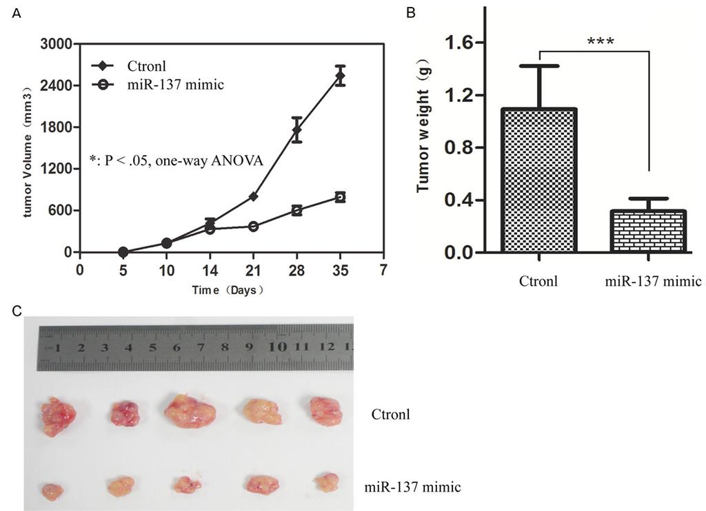 Figure 6. mir-137 overexpression inhibited the MiaPaCa2 tumor initiation in nude mice. MIA PaCa-2 cells were transfected with mir-137 mimic or control for 24 hours.