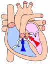 cardiac function The primary function of the heart is to eject blood in order to provide adequate
