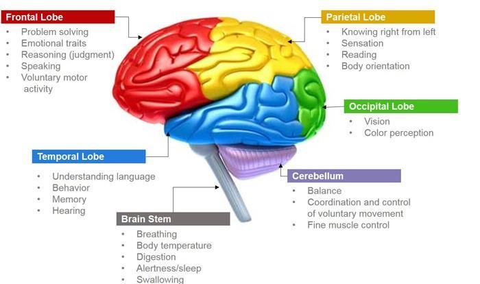 parts: the cerebrum (largest), the cerebellum and the brain stem 3 INTRODUCTION The cerebrum