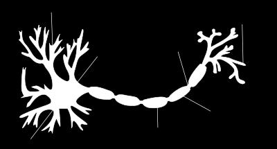 vs White matter (WM) INTRODUCTION GM is composed of groups of neurons bodies and dendrites GM receives and processes