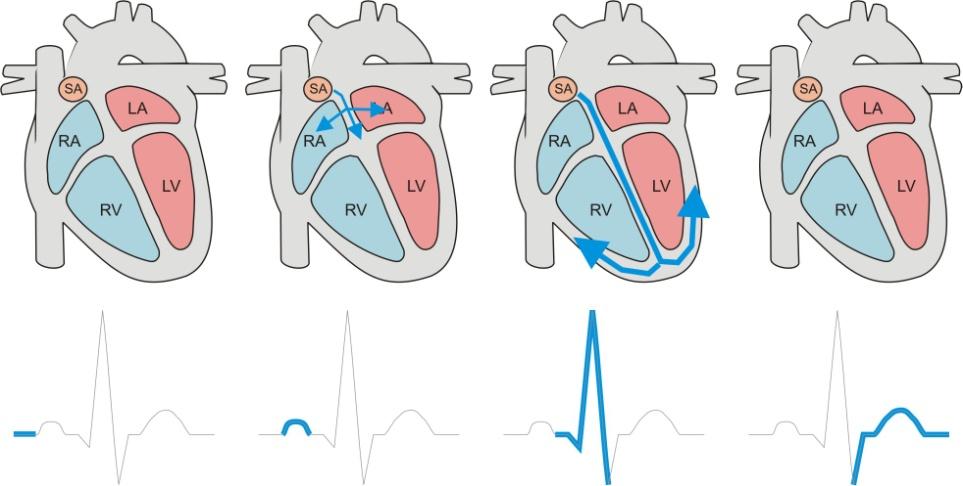 2. Physiological Background The origin of heartbeat is located in a right atrium wall of the heart, where a group of specialized cells forms so called sine node that continuously generates electrical