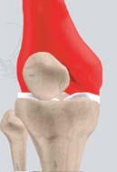 a. Bones Femur Section: 1 NORMAL KNEE The femur (thighbone) is the largest and the strongest bone in the body.