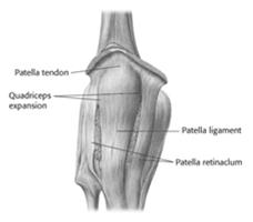 Does it grate or grind? Chondromalacia The 23 Common Injuries to the Knee The 23 Common Injuries to the Knee 1.