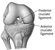 Torn lateral meniscus The 23 Common Injuries