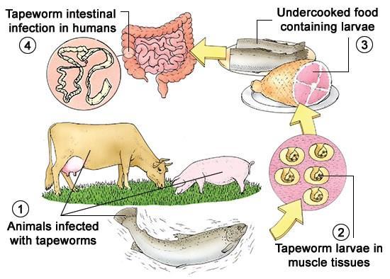 Parasites A tapeworm is a type of parasite that lives in the intestines.
