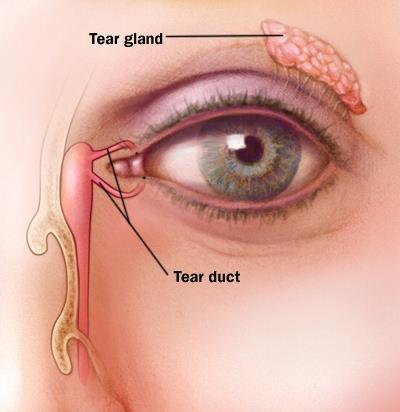 Tears Our eyes are very porous Porous means easily air and liquid can pass.