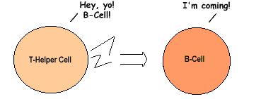 cells will name the specific antigen and