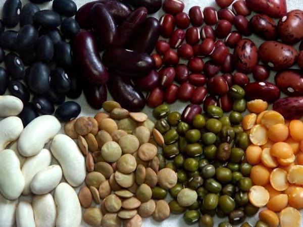 Pulses and health: background A major focus of the Australian Dietary Guidelines is to increase the