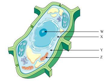 IOLOGY 12 UNIT 1a ell Structure. Vacuole:storage of water or nutrients. Microtubule:helps move things within the cell or helps provide structure and shape of the cell. 9.