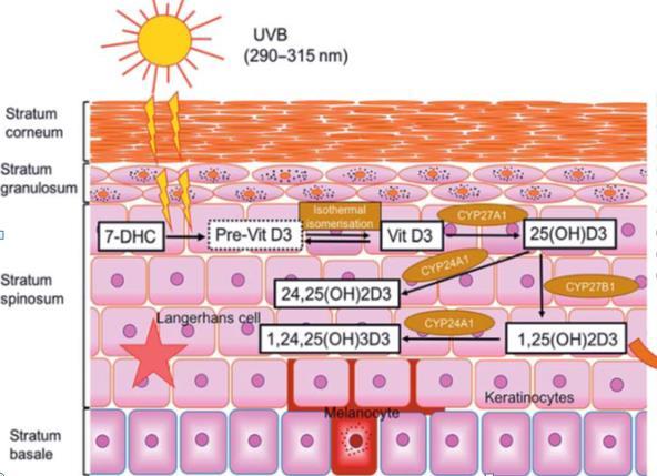 Vitamin D Functions for the Barrier Functions in skin barrier Promotes keratinocyte differentiation Increases synthesis of barrier proteins involucrin,transglutaminase,