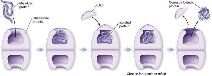 43. There are four levels of protein structure. Refer to Figure 5.21, and summarize each level in the following table.