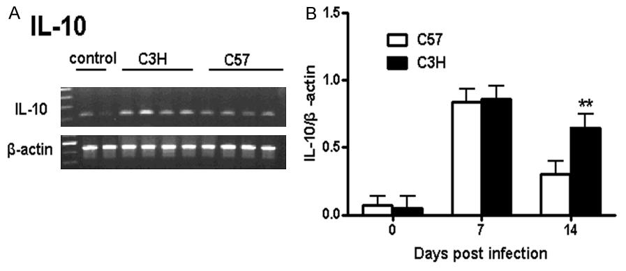 Figure 2. Expression of IL-10 mrna in the lung post infection of Cm.