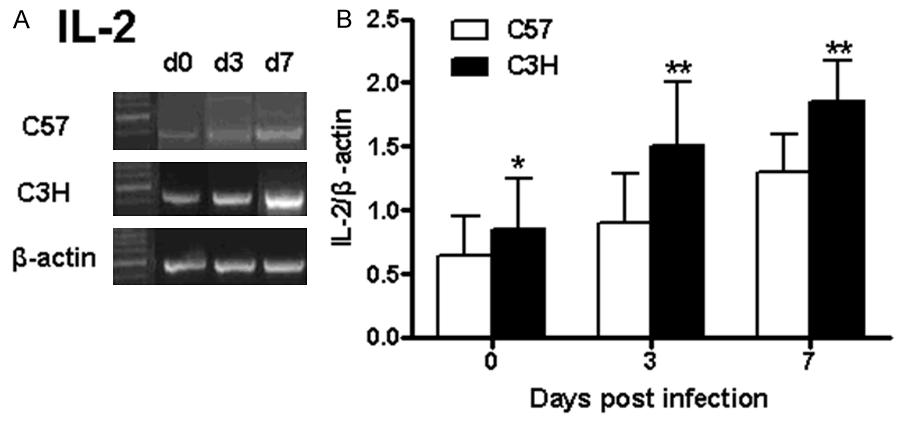 01). Figure 3. Expression of IL-2 mrna in the lung post infection of Cm. Note: A, B: IL-2 mrna expression in the lung of C57 mice and C3H mice at different days post-infection (n=4, *P<0.05, **P<0.