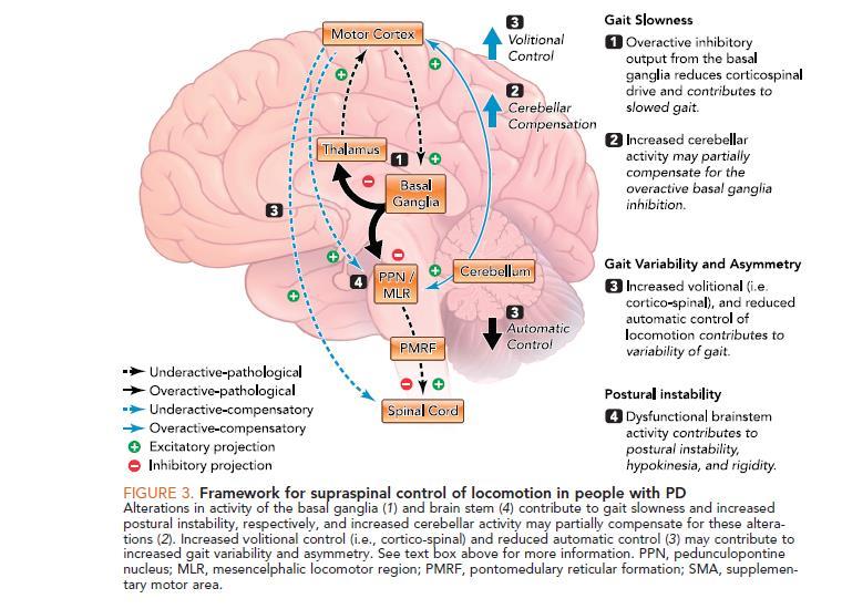 Petersen D.S. & Horak F.B. Neural Control of Walking in People with Parkinsonism.