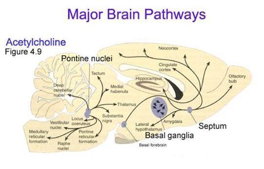 2) Acetylcholine Major neurotransmitter in the peripheral nervous system.