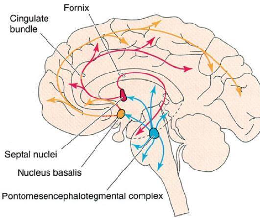 ONLY IN MALES SLIDES Acetylcholine Ach is released from cholinergic neurons of: 1-The basal forebrain nuclei (nucleus basalis & septal ) The nucleus