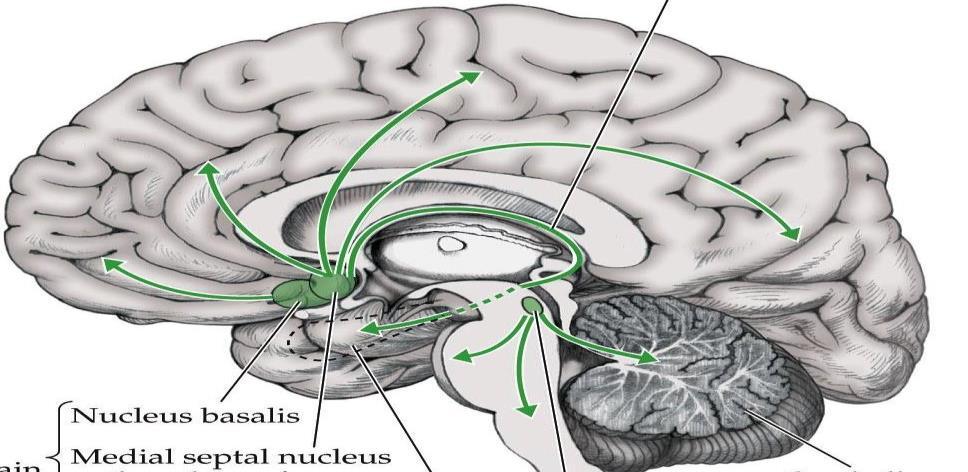 The medial septal nuclei provide cholinergic innervation to the cerebral cortex, hippocampus, and amygdala Inhibitors of acetylcholinesterase in the