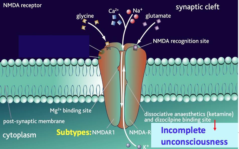 ONLY IN MALES SLIDES Cont. NMDA Receptors Permits passage of Na + and large amounts of Ca 2+. They are unique: Glycine is essential for their normal response to glutamate.