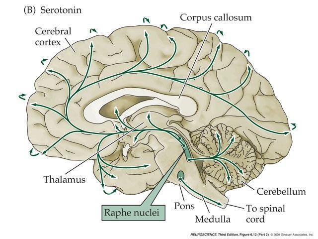 5) Serotonin The serotonin pathways in the brain: The principal centers for serotonergic neurons are: the rostral and caudal raphe nuclei Projections: axons ascend to the