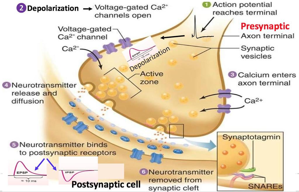 How are neurotransmitters released Extra Some of NTs Systems in the Brain 1) Noradrenergic system (Noradrenaline) 2) Cholinergic system