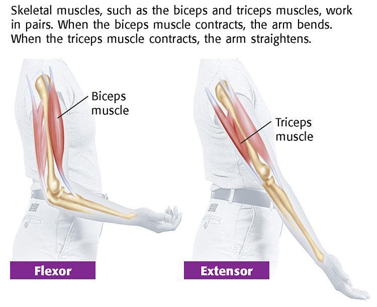 HOW DO MUSCLES WORK? Muscles Work in Pairs One muscle in the pair bends part of the body.