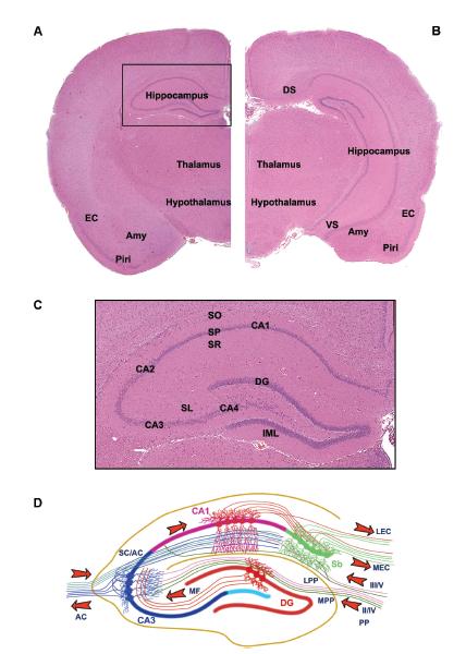 PathoPhysiology of MTLE A) Bregma 3.12 Cranial Hippocampus B) Bregma 5.