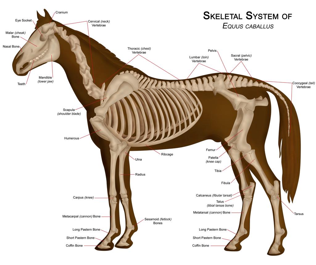 11/15/17 The Skeletal System The Skeletal System 1 Functions