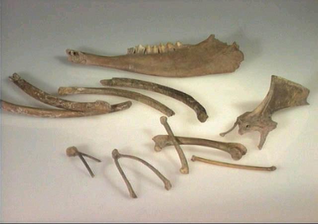 Appendicular Skeleton Carpal bones (carpus) the wrist bones arranged in 2 rows; absorbs actions Metacarpal bones Long bones of feet; long bone called Cannon bone, Horses also have 2 splint bones -