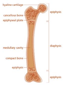 Bone Parts Hyaline cartilage Epiphysis Cancellous bone Epiphyseal plate Diaphysis Compact bone Periosteum Medullary cavity Cartilage covers the ends of the bones.