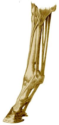 Tendons Tendons fibrous cords of connective tissue attach a muscle to bone, cartilage or other muscle. insert into bone or cartilage by means of small spikes known as Sharpey s fibres.