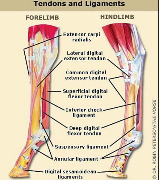 Ligaments There are four different types of ligament: Supporting or suspending - the Suspensory ligament.