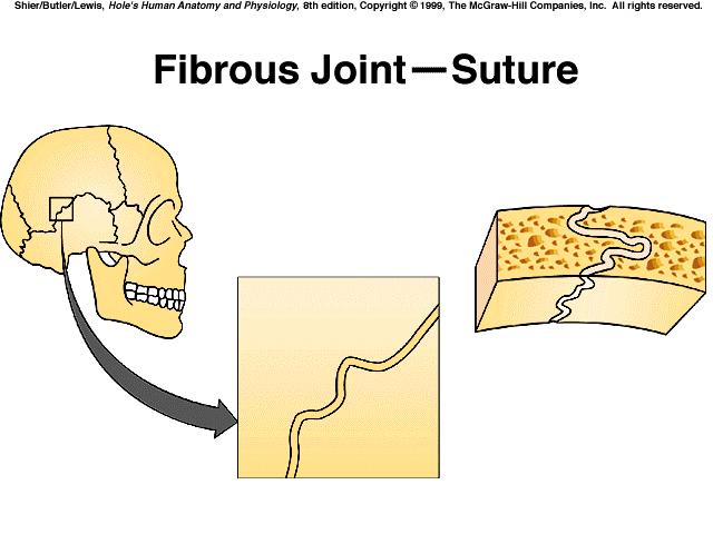 D. Cartilaginous Joints 2 types *bones connected by hyaline cartilage or fibrocartilage 1) synchondrosis temporary joints formed by hyaline cartilage; ossify by age 25 years; synarthrotic;