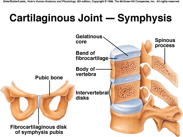 A tubular joint capsule consists of an outer layer of dense connective tissue that joins the periosteum, and an inner layer made up of synovial membrane.