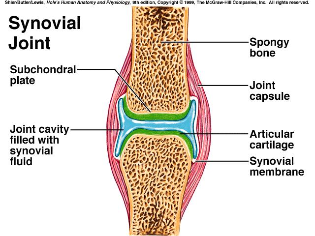 III. General Structure of a Synovial Joint D. Some synovial joints contain pads of fibrocartilage called menisci that help to distribute body weight within the joint. E.