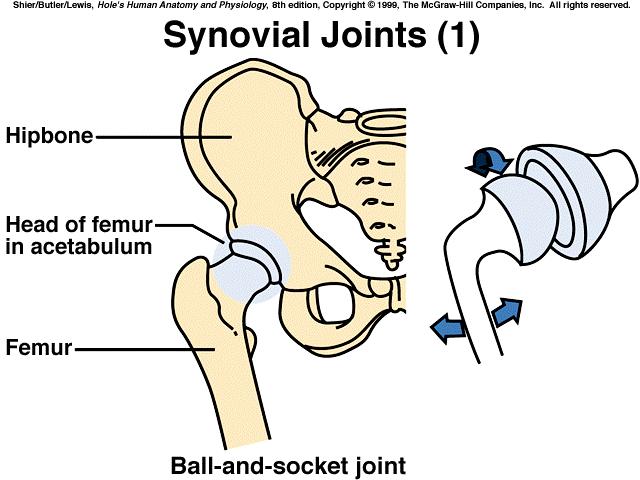 A condyloid joint consists of an ovoid condyle fitting into an elliptical cavity, permitting a variety of motions. (metacarpals & phalanges) C.