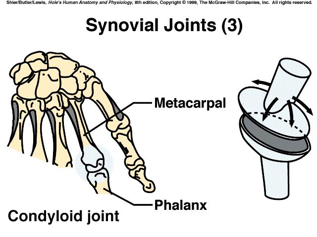 V. Types of Joint Movements A.