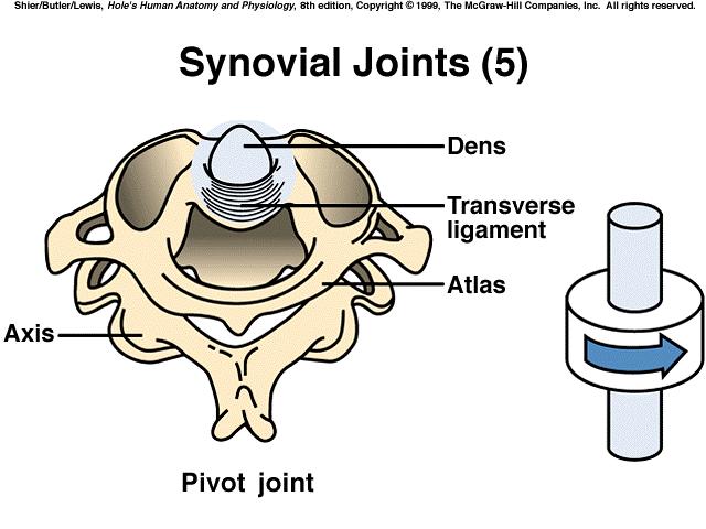 These terms describe movements that occur at joints: