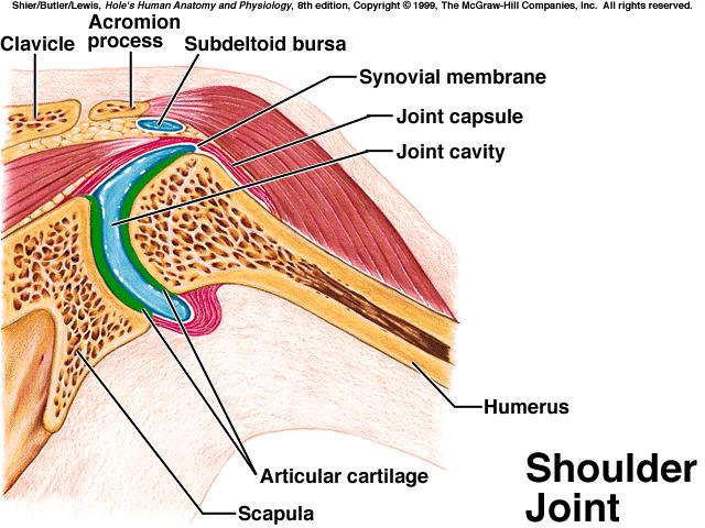 coracohumeral, glenohumeral, & transverse humeral ligaments, &