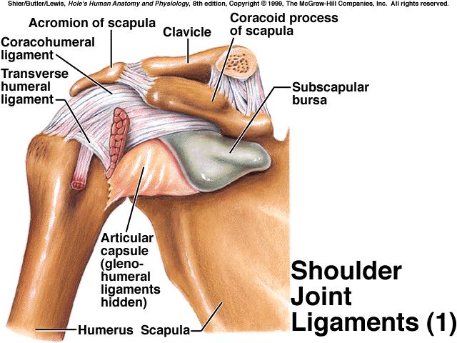 shoulder joint *capable of wide range of movement due to