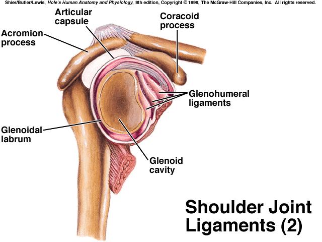 B. Elbow Joint - has 2 articulations *has a hinge joint between humerus & ulna;