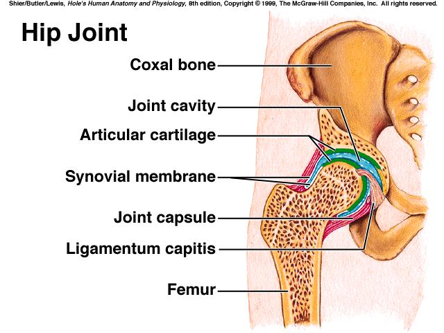 D. Knee Joint *largest & most complex