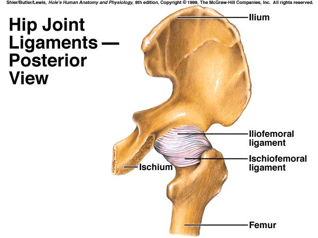 patella *thin joint capsule is