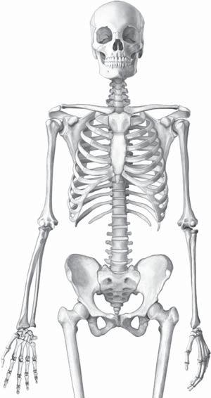 61 Chapter 4: The Human Skeleton Directions: Label the figure with the