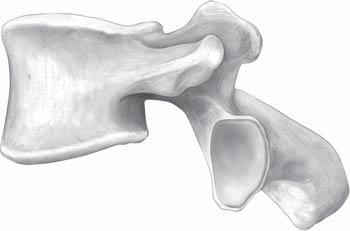 vertebrae, view 2.