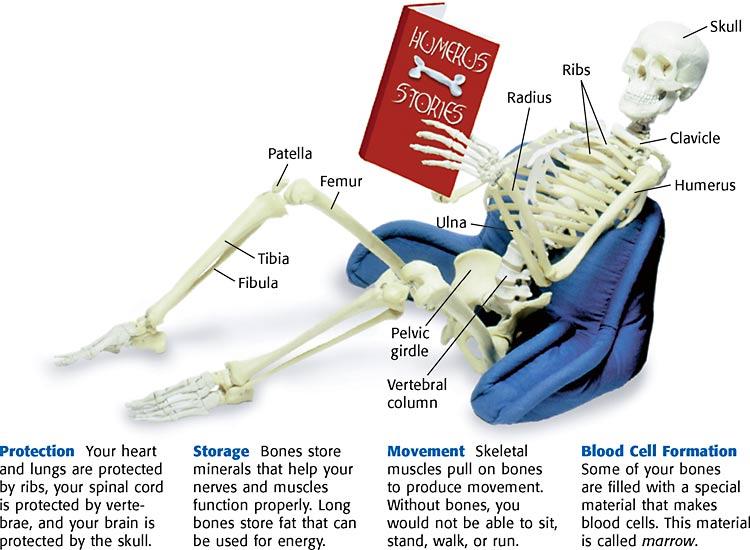 Skeletal System Skeletal system: the orga system whose primary