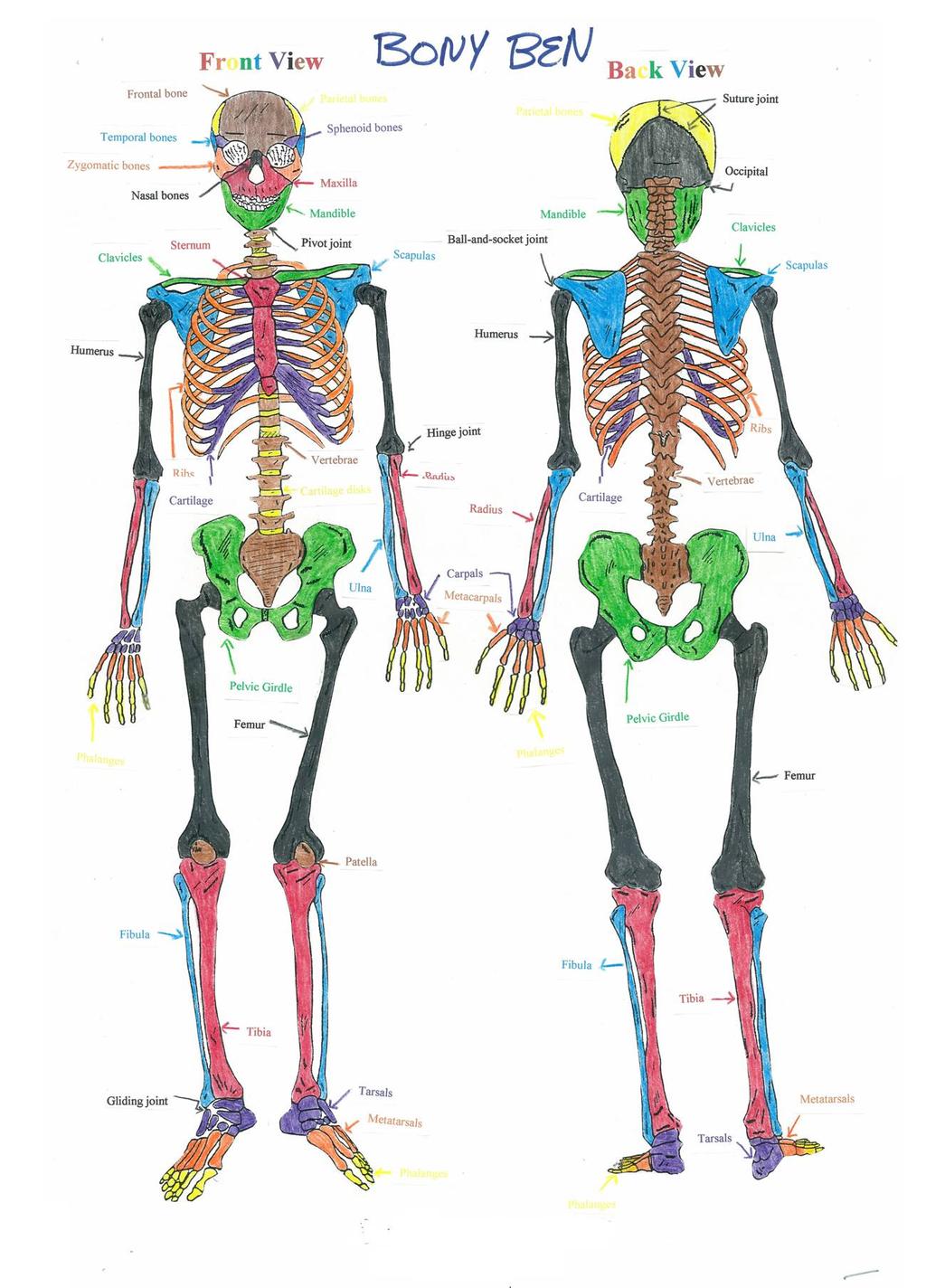 move SECTION 2: THE SKELETAL SYSTEM Boes The adult huma skeleto
