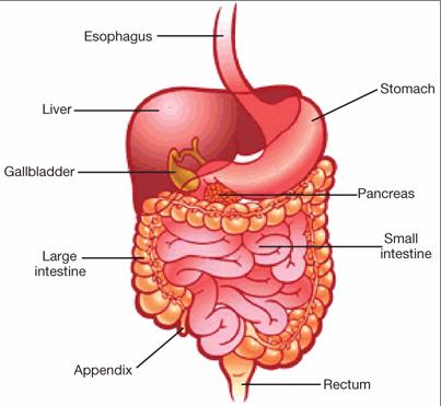 Digestive System The digestive system is activated as soon as a substance enters the mouth, and is responsible for moving the food along the digestive tract, preparing it for digestion, chemically