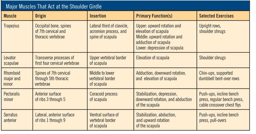 Major Muscles That Act at the Shoulder Girdle This table lists the origins, insertions, primary