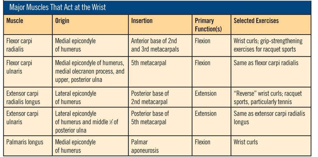 Major Muscles That Act at the Wrist This table lists the origins, insertions, primary functions,